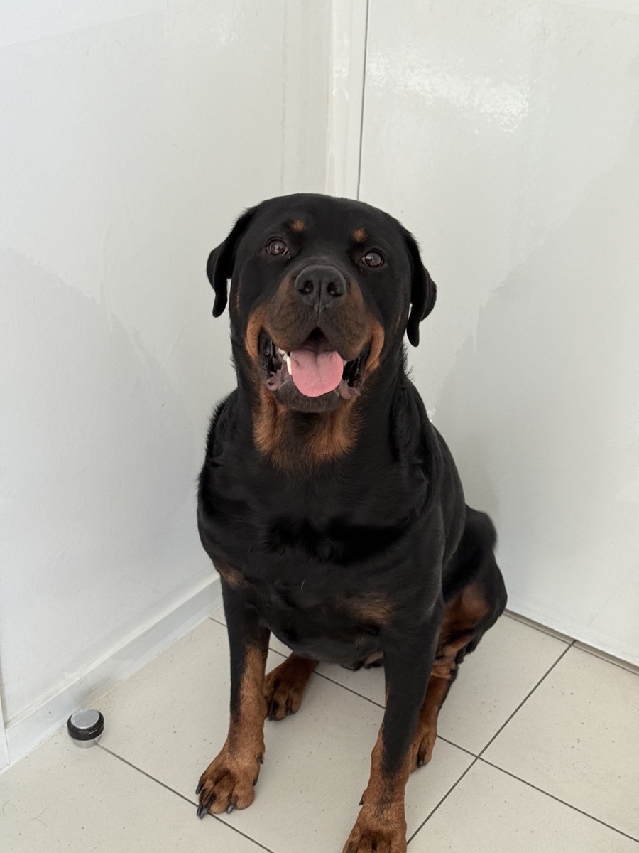Wang Xinnian, a Rottweiler from Melbourne, sitting and looking at the camera